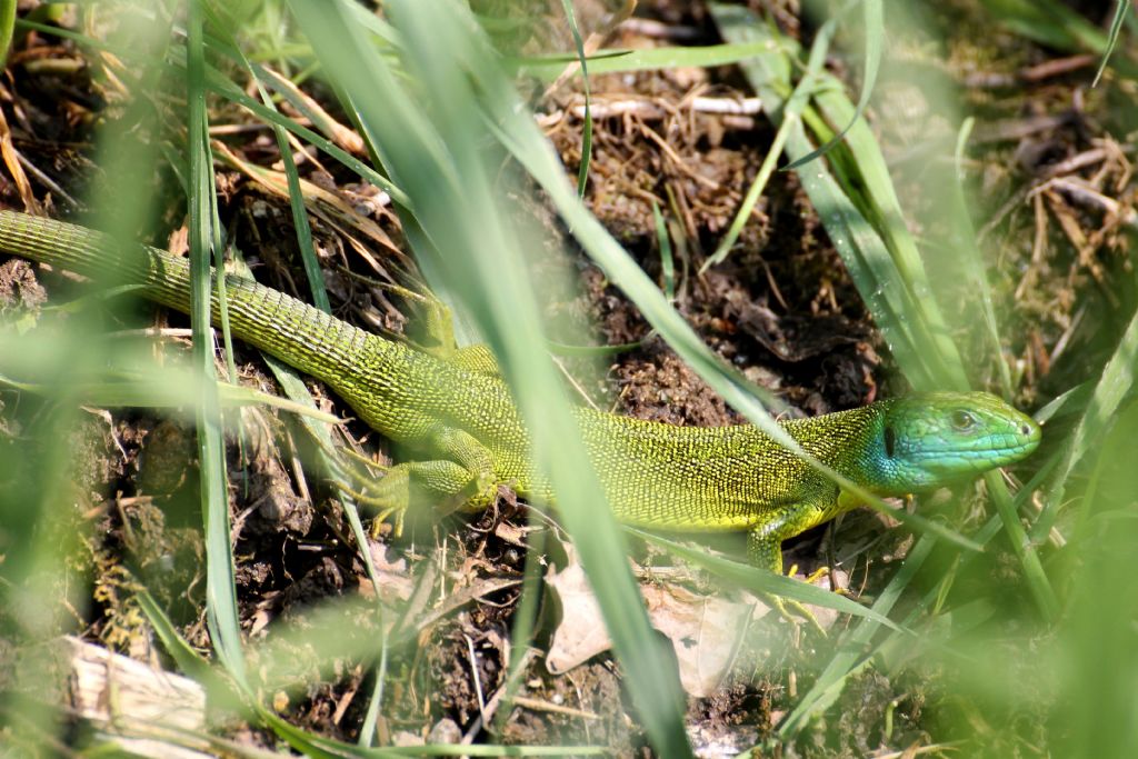 Lacerta bilineata,  un maschio?